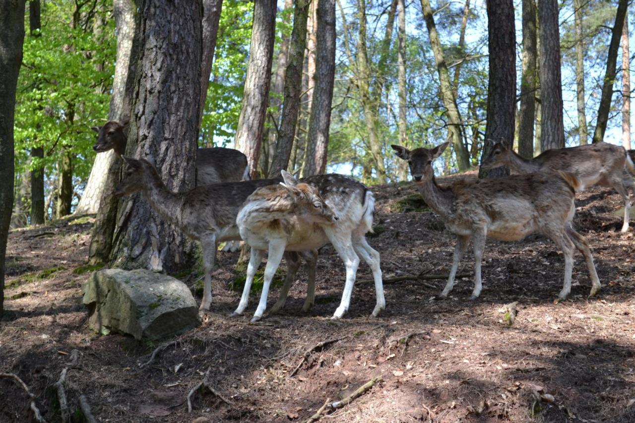 Zauber Der Pfalz Römerberg Esterno foto