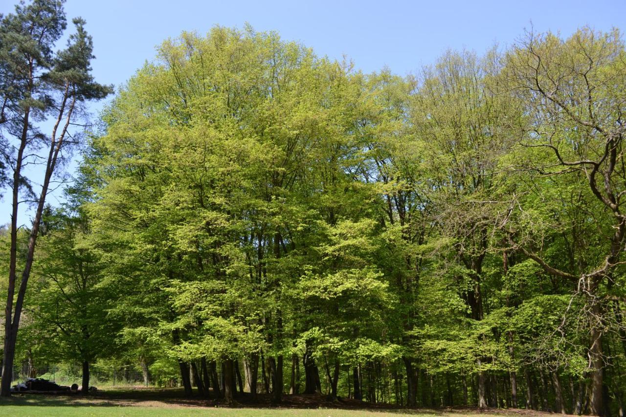 Zauber Der Pfalz Römerberg Esterno foto